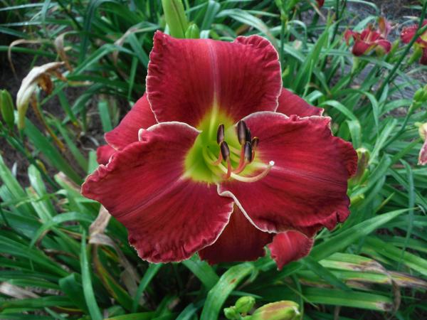 Red Grace (2)